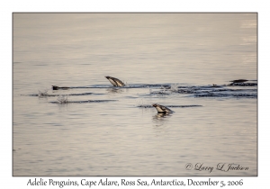 Adelie Penguins