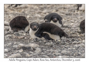 Adelie Penguins