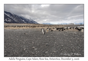 Adelie Penguins