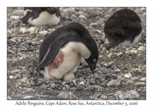 Adelie Penguin