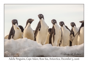 Adelie Penguins