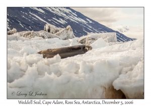 Weddell Seal