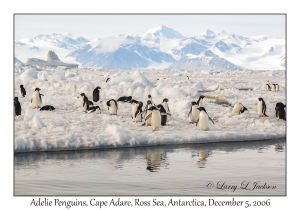 Adelie Penguins