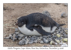 Adelie Penguin