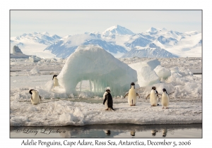 Adelie Penguins