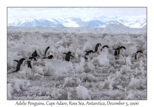 Adelie Penguins