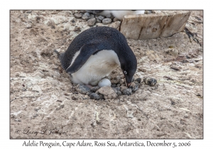 Adelie Penguin & eggs