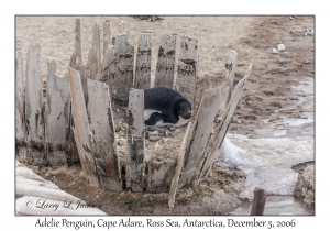 Adelie Penguin