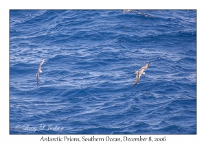 Antarctic Prions