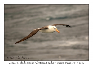 Campbell Black-browed Albatross