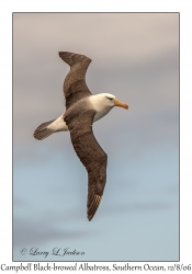 Campbell Black-browed Albatross
