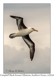 Campbell Black-browed Albatross