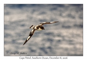 Cape Petrel