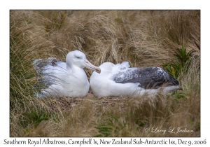 Southern Royal Albatross