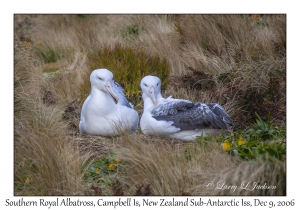 Southern Royal Albatross