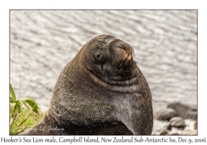 Hooker's Sea Lion male