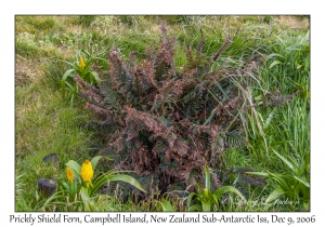 Prickly Shield Fern