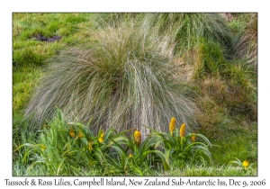 Tussock & Ross Lilies