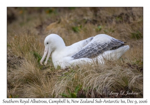 Southern Royal Albatross