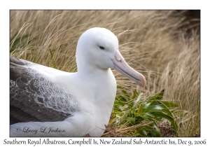 Southern Royal Albatross