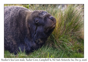 Hooker's Sea Lion male