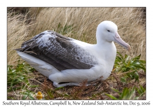 Southern Royal Albatross