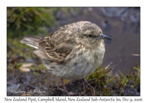 New Zealand Pipit