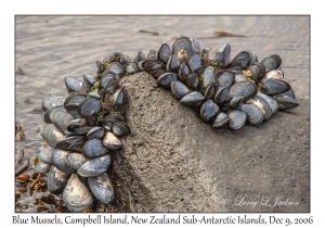 Blue Mussels