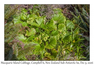 Macquarie Island Cabbage