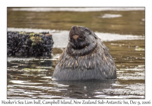 Hooker's Sea Lion male