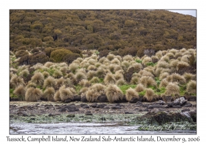 Tussock