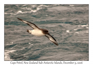 Cape Petrel