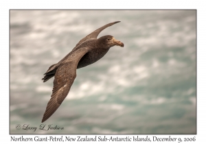 Northern Giant-Petrel