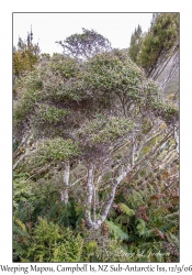 Weeping Māpou