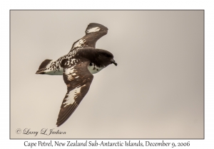 Cape Petrel