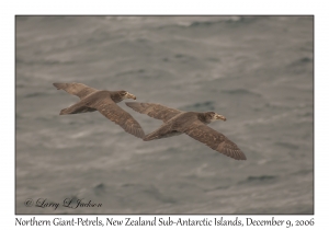 Northern Giant-Petrel