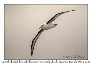 Campbell Black-browed Albatross