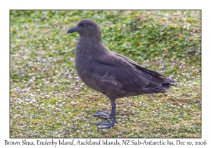 Brown Skua