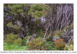 Southern Rata