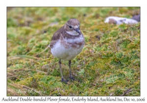 Auckland Double-banded Plover female