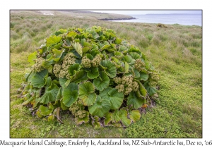 Macquarie Island Cabbage