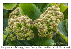 Macquarie Island Cabbage