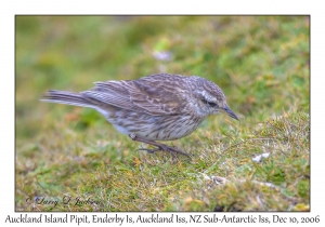 Auckland Island Pipit