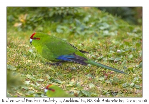 Red-crowned Parakeet