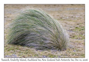 Tussock