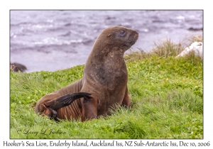 Hooker's Sea Lion male