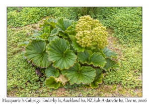 Macquarie Island Cabbage