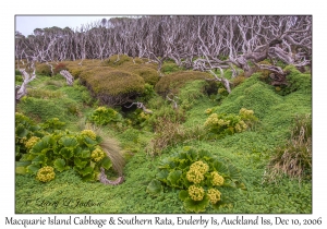 Macquarie Island Cabbage & Southern Rata