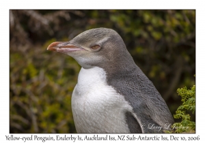 Yellow-eyed Penguin