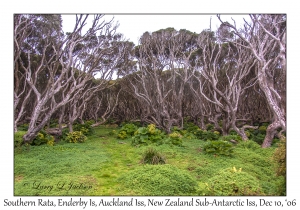 Southern Rata